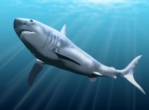 A Meg's Tale