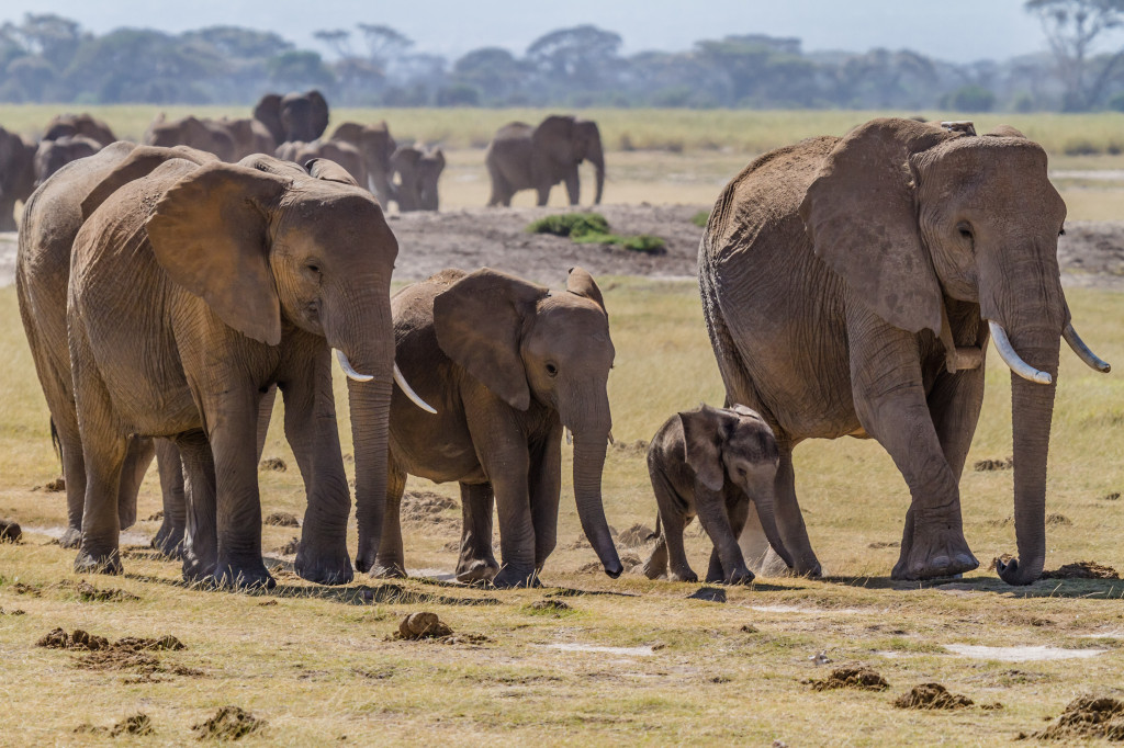 Elephants Family