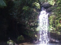 Visiting a Rainforest in Puerto Rico