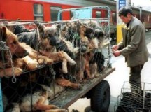 What are you waiting for? Stop Yulin Festival!