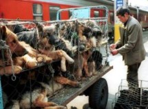 What are you waiting for? Stop Yulin Festival!