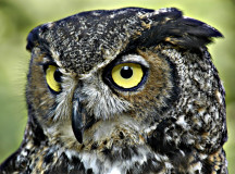 The Owl Experience: Up close and personal with one of nature’s most picturesque exports