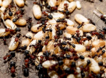 5 Ways to Prevent Your Home from Pests